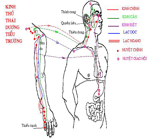 Thủ Thái Dương Tiểu Trường Kinh Thủ Thái Dương Tiểu Trường Kinh