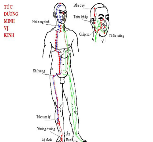 Túc Dương Minh Vị Kinh Túc Dương Minh Vị Kinh