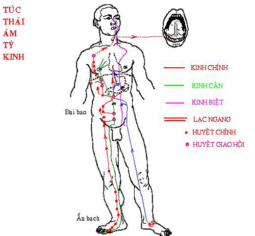 Túc Thái Âm Tỳ Kinh