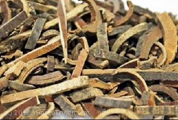 Hoá dược cây thuốc cổ truyền Đông Phương – Các Vị thuốc thanh nhiệt Hoá dược cây thuốc cổ truyền Đông Phương – Các Vị thuốc thanh nhiệt