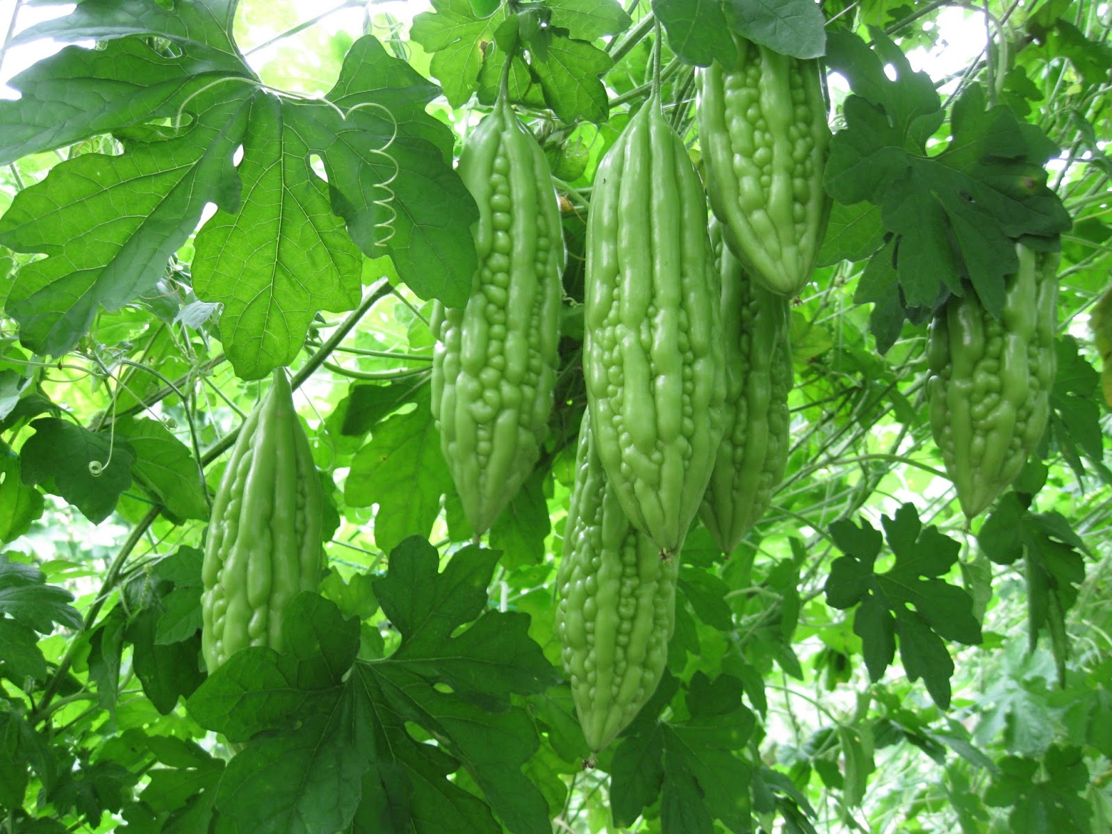 Heterozit đắng ( Glycozit đắng) Heterozit đắng ( Glycozit đắng)