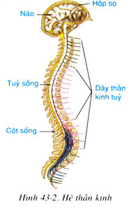 Hệ Thần Kinh, Can, Cốt – Viêm Khớp Gối