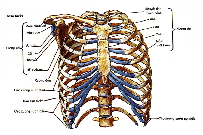 ĐIỀU TRỊ CÁC CĂN BỆNH DO SAI LỆCH VỊ TRÍ XƯƠNG SỐNG VÙNG NGỰC ĐIỀU TRỊ CÁC CĂN BỆNH DO SAI LỆCH VỊ TRÍ XƯƠNG SỐNG VÙNG NGỰC