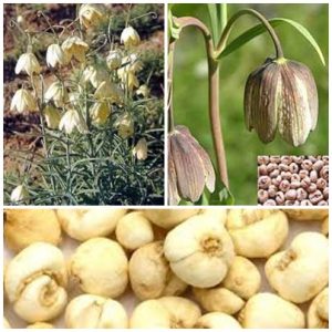 Huyền Thoại BỐI MẪU Huyền Thoại BỐI MẪU