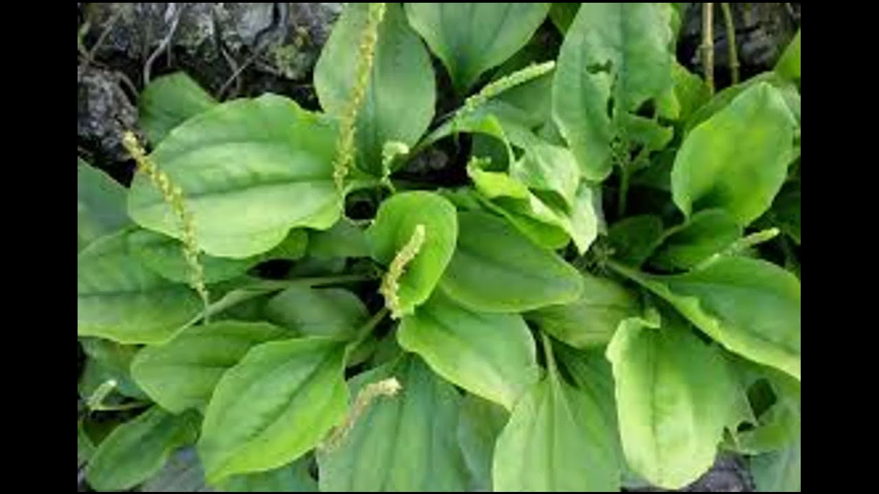 Huyền Thoại Xa Tiền Thảo Huyền Thoại Xa Tiền Thảo