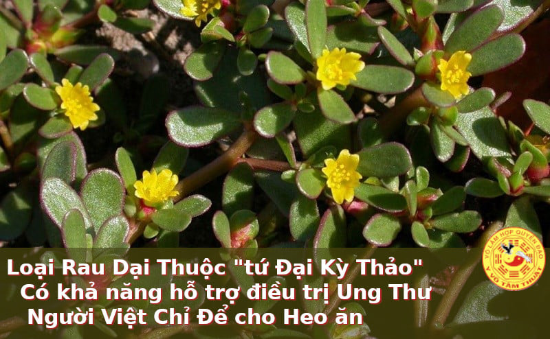 🌱🌱🌱 THẢO DƯỢC THIÊN NHIÊN VIỆT NAM CÓ KHẢ NĂNG HỖ TRỢ ĐIỀU TRỊ UNG THƯ 🌱🌱🌱 🍀 1. Thanh nhiệt 🌱🌱🌱 THẢO DƯỢC THIÊN NHIÊN VIỆT NAM CÓ KHẢ NĂNG HỖ TRỢ ĐIỀU TRỊ UNG THƯ 🌱🌱🌱 🍀 1. Thanh nhiệt