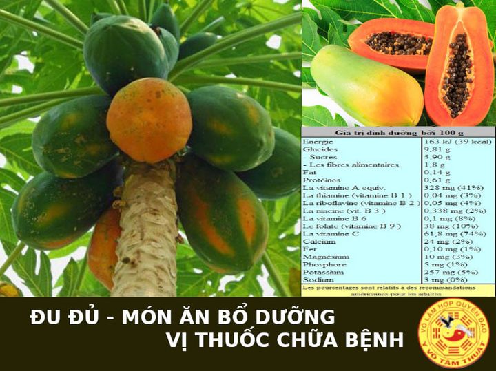 ĐU ĐỦ – MÓN ĂN BỔ DƯỠNG, VỊ THUỐC CHỮA BỆNH