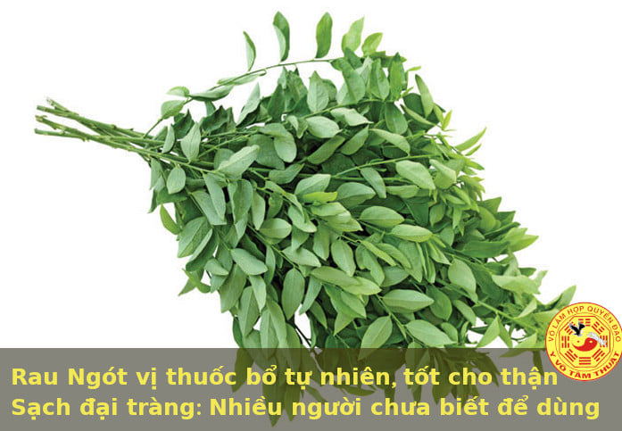 RAU NGÓT VỊ THUỐC BỔ TỰ NHIÊN, TỐT CHO THẬN, SẠCH ĐẠI TRÀNG… RAU NGÓT VỊ THUỐC BỔ TỰ NHIÊN, TỐT CHO THẬN, SẠCH ĐẠI TRÀNG…