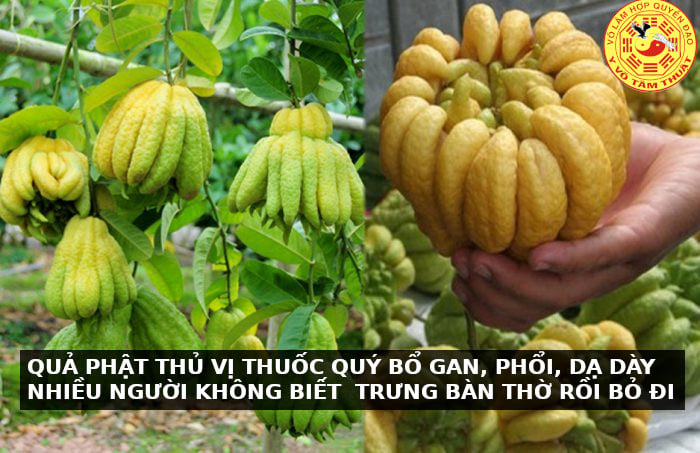 QUẢ PHẬT THỦ VỊ THUỐC QUÝ BỔ GAN, PHỔI, DẠ DÀY NHIỀU NGƯỜI KHÔNG BIẾT  TRƯNG BÀN THỜ RỒI BỎ ĐI.