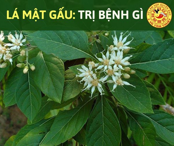 UỐNG LÁ MẬT GẤU TƯƠI CÓ TÁC DỤNG GÌ? UỐNG LÁ MẬT GẤU TƯƠI CÓ TÁC DỤNG GÌ?