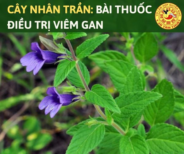 NHÂN TRẦN: CÔNG DỤNG VÀ NHỮNG LƯU Ý KHI UỐNG NHÂN TRẦN: CÔNG DỤNG VÀ NHỮNG LƯU Ý KHI UỐNG